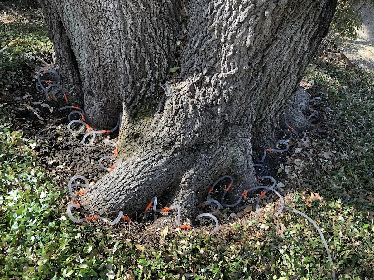 Detailed Tree Cabling and Bracing job site in Laingsburg