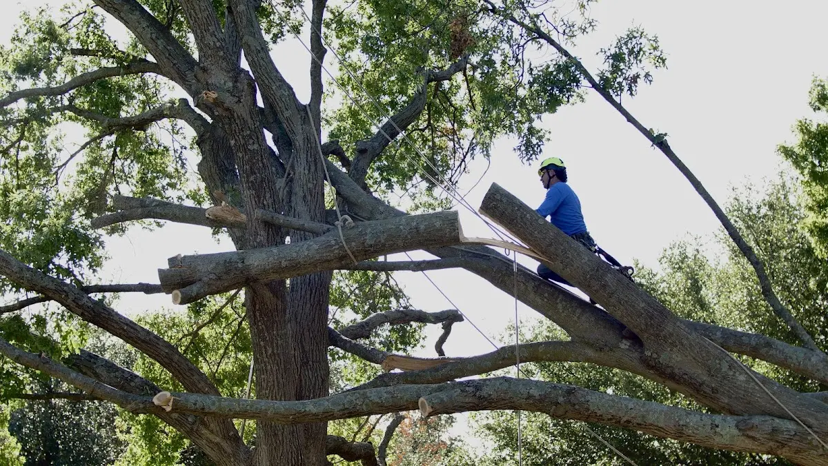 Professional Crown Thinning performed by certified arborists in Laingsburg